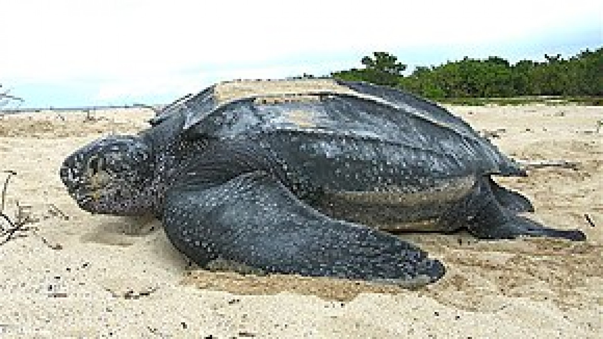 Aires marines protégées : la biodiversité préservée.